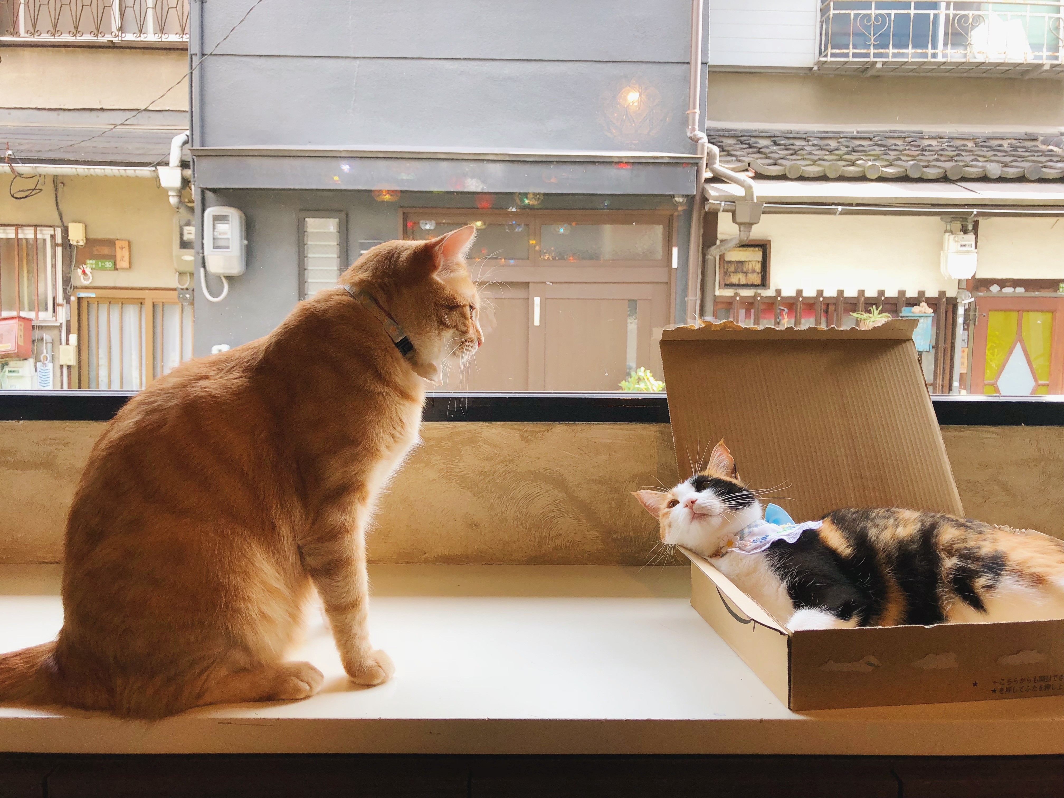 大阪/保護猫カフェ・ウリエル
