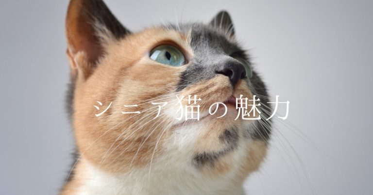 シニア猫 老猫 がとっても可愛い理由 にゃるほどにゃ