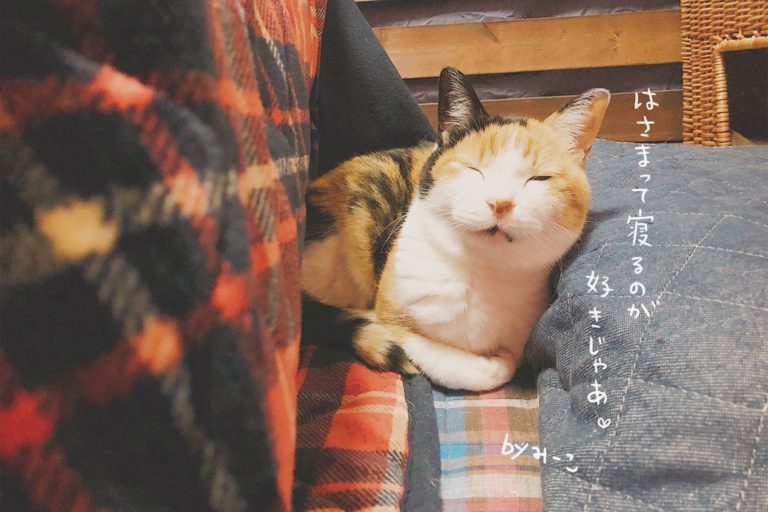 シニア猫 老猫 がとっても可愛い理由 にゃるほどにゃ