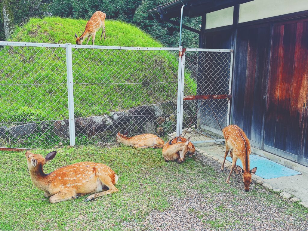 奈良興福寺の鹿